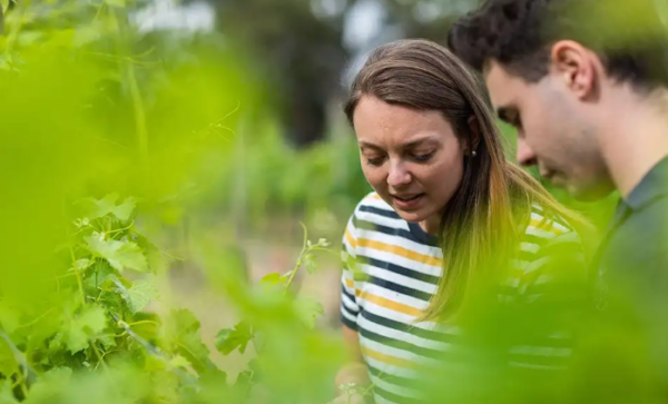 Adelaide University viticulture